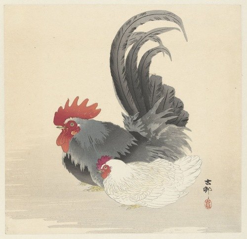 Hen and rooster