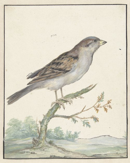 Huismus
