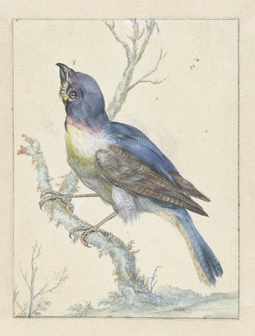Lazuli Bunting