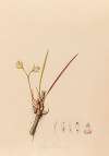 Iconographie des orchidées du Brésil Pl.08