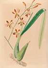 Iconographie des orchidées du Brésil Pl.14