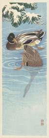 Flock of wild ducks in the water