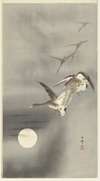 Geese in flight