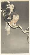 Hawk with sparrow