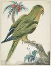 Geelvoorhoofd parkiet (Bolborhyuchus aurifrons)