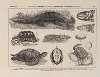 Atlas da Fauna do Brasil Pl.19